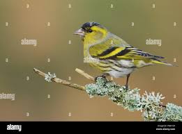 Attēlu rezultāti vaicājumam “Carduelis spinus male”