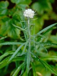 Attēlu rezultāti vaicājumam “Anaphalis margaritacea leaf”