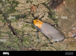 Attēlu rezultāti vaicājumam “Lithosia quadra male”