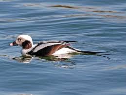 Attēlu rezultāti vaicājumam “Clangula hyemalis”