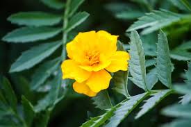 Attēlu rezultāti vaicājumam “Tagetes leaf”