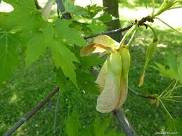 Attēlu rezultāti vaicājumam “Acer saccharinum fruit”