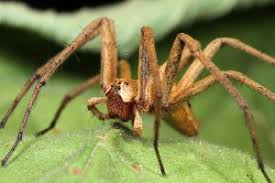 Attēlu rezultāti vaicājumam “Pisauridae”