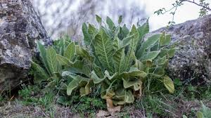 Attēlu rezultāti vaicājumam “Verbascum densiflorum leaf”