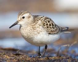Image result for Calidris bairdii