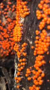 Attēlu rezultāti vaicājumam “Trichia sp.”