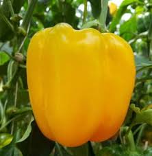 Afbeeldingsresultaat voor californian wonder golden sweet pepper