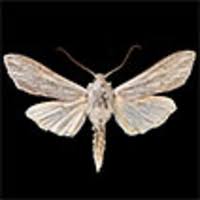 Attēlu rezultāti vaicājumam “Cucullia umbratica”