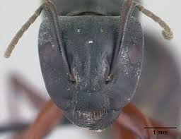 Attēlu rezultāti vaicājumam “Camponotus herculeanus”