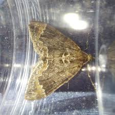 Attēlu rezultāti vaicājumam “Dysstroma truncata”