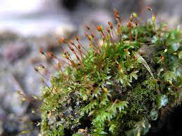 Attēlu rezultāti vaicājumam “Fissidens bryoides sporophyte”