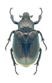 Attēlu rezultāti vaicājumam “Osmoderma barnabita”