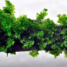 Attēlu rezultāti vaicājumam “Scapania mucronata”