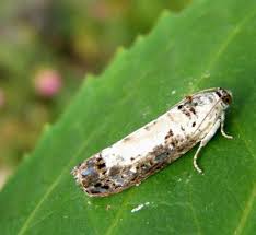 Attēlu rezultāti vaicājumam “Hedya salicella”