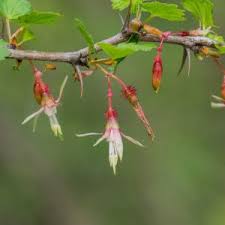 Attēlu rezultāti vaicājumam “Ribes alpinum leaf”