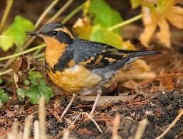 Image result for Ixoreus naevius