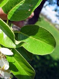Attēlu rezultāti vaicājumam “Pyrus communis leaf”