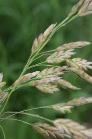 Attēlu rezultāti vaicājumam “Bromus secalinus”