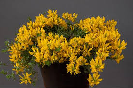Image result for Genista tinctoria