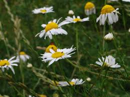 Attēlu rezultāti vaicājumam “Tripleurospermum inodorum”