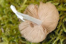 Attēlu rezultāti vaicājumam “Psathyrella pygmaea”