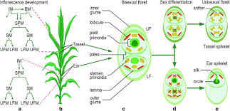 Attēlu rezultāti vaicājumam “Zea mays female flower”