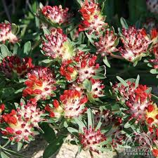 Image result for Anthyllis vulneraria