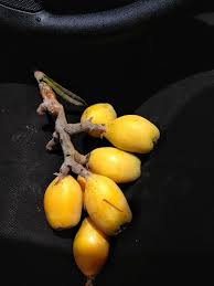 Attēlu rezultāti vaicājumam “Linaria loeselii fruit”