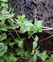 Attēlu rezultāti vaicājumam “Anagallis arvensis leaf”