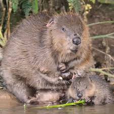 Image result for Castor fiber