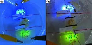 Attēlu rezultāti vaicājumam “Physarum obscurum plasmodium”