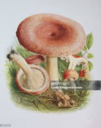 Attēlu rezultāti vaicājumam “Lactarius torminosus”