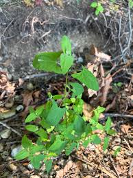 Attēlu rezultāti vaicājumam “Atriplex calotheca leaf”