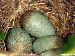 Attēlu rezultāti vaicājumam “Turdus merula eggs”