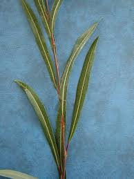 Attēlu rezultāti vaicājumam “Salix purpurea leaf”
