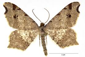 Attēlu rezultāti vaicājumam “Macaria alternata”