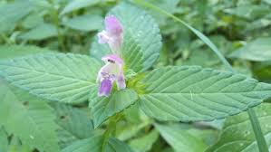 Attēlu rezultāti vaicājumam “Galeopsis bifida”