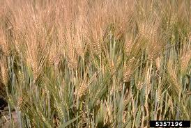 Attēlu rezultāti vaicājumam “Hordeum vulgare”