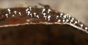 Attēlu rezultāti vaicājumam “Didymium aggregatum”