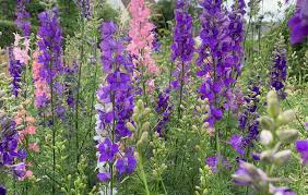 Image result for Rittersporn