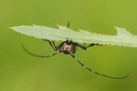 Attēlu rezultāti vaicājumam “Monochamus sutor”