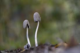 Attēlu rezultāti vaicājumam “Podostroma leucopus”