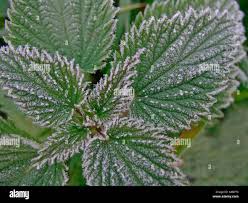 Attēlu rezultāti vaicājumam “Urtica urens leaf”