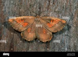 Attēlu rezultāti vaicājumam “Angerona prunaria”