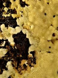 Attēlu rezultāti vaicājumam “Flaviporus citrinellus”