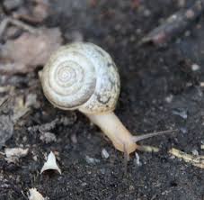 Attēlu rezultāti vaicājumam “Fruticola fruticum”