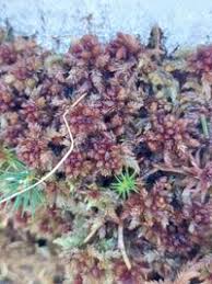 Attēlu rezultāti vaicājumam “Sphagnum magellanicum”