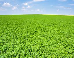 Attēlu rezultāti vaicājumam “Leguminosae”