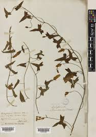 Attēlu rezultāti vaicājumam “Calystegia inflata”