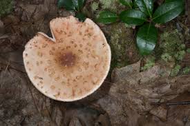 Attēlu rezultāti vaicājumam “Amanita rubescens”